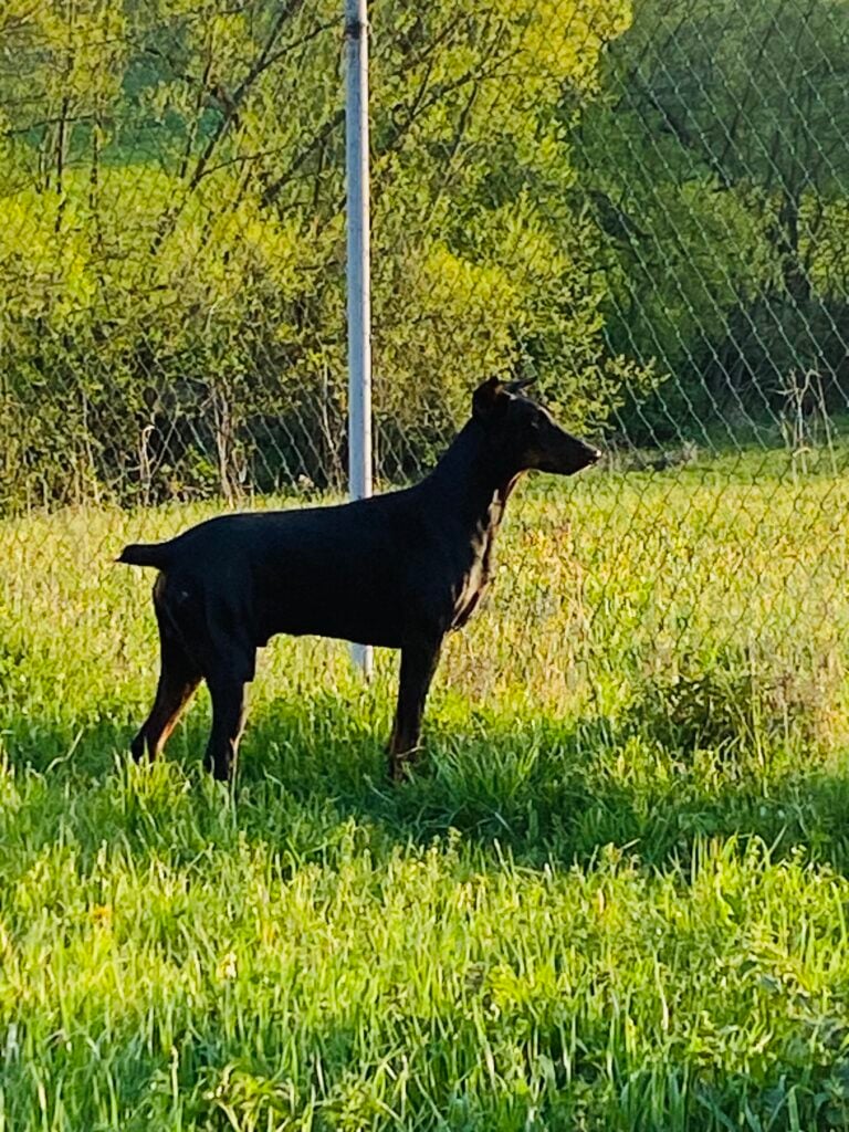 Image #1 from Janos Boldizsar