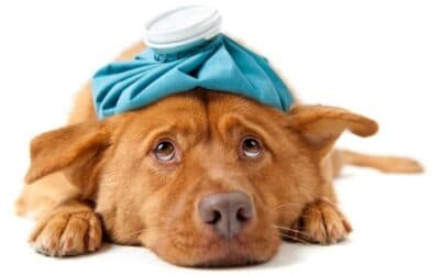 Primele 10 Boli Ale Câinilor