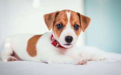 Cățeluși: 0-1 Săptămâni