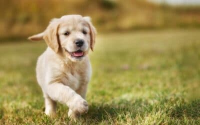 Cățeluși de 8-12 Săptămâni