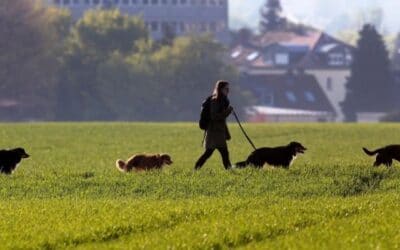 Blog 23 5 motive de a-ți plimba câinele în fiecare zi