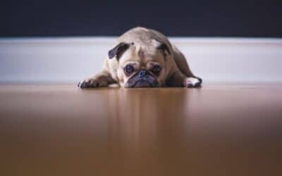 Blog 22 De ce câinii își freacă fundul pe podea?