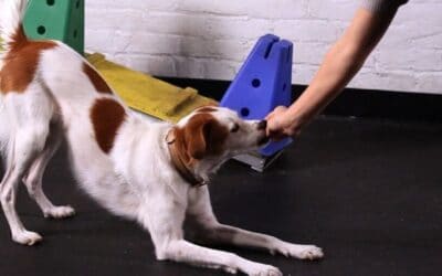 Blog 21 10 moduri de a-i oferi câinelui tău mai multă stimulare mentală