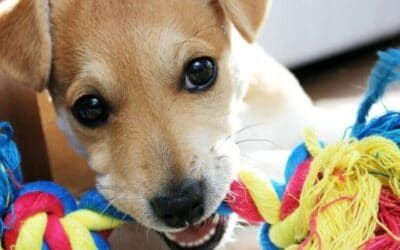 Blog 24 7 Beneficii în joaca cu animăluțul tău