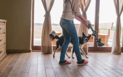 Blog 18 33 de moduri simple de a-ți menține câinele ocupat în interiorul casei