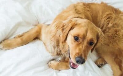 Blog 20 10 sfaturi simple pentru curățarea părului de câine