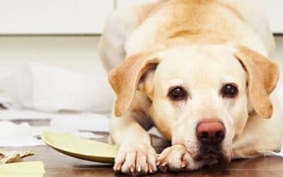 Blog 16 25 de modalități simple și rapide de a scăpa câinele de plictiseală