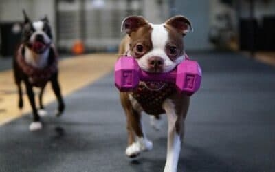 Blog 19 Pierderea în greutate pentru câinii obezi