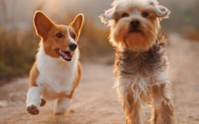 Blog 20 59 Hacks de viață pentru a simplifica viața proprietarilor de câini