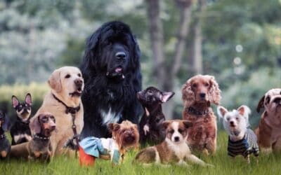 Blog 23 Ce este o rasă de câine?