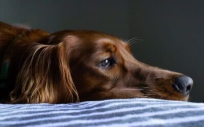 Blog 24 De ce câinele meu nu mănâncă?