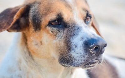 Blog 22 Alergii alimentare (Informații critice pentru proprietarii de câini)