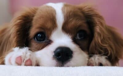 Blog 21 Cât de mult ar trebui să-ți hrănești cățelul