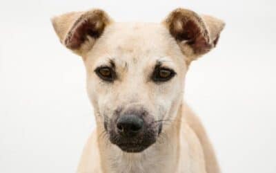 Blog 18 Dacă rasa câinelui tău se află pe această listă, asigură-te că îi cureți urechile săptămânal!