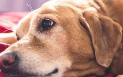 Blog 17 5 sfaturi pentru a ușura alergiile câinelui senior