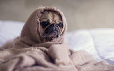 Blog 16 7 moduri în care puiul tău îți spune că este stresat