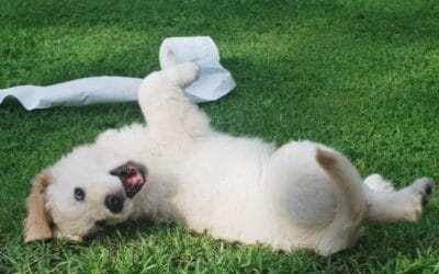 Blog 19 Studiul relevă cum câinii au o fază de adolescență rebelă