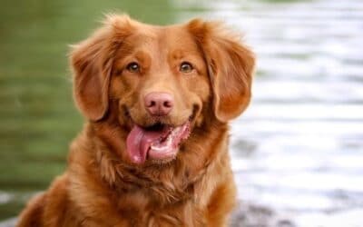 Blog 24 5 moduri de a crește un câine încrezător