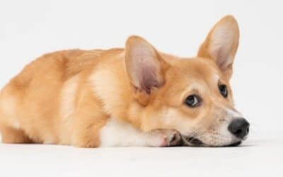 Blog 21 Stresul tău are impact asupra câinelui tău? Știința spune că da!