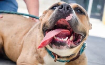 Blog 23 Modalități simple de îmbunătățire a sănătății dentare a câinelui tău