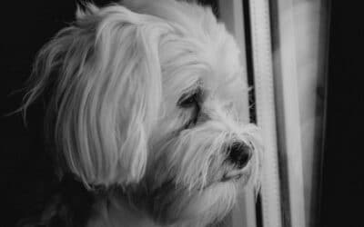 Blog 22 De ce pierderea unui câine poate fi mai dureroasă decât moartea unui membru al familiei