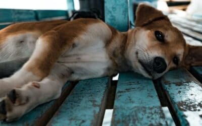 Blog 20 6 Motive legate de alimentația câinilor