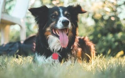 Blog 19 Sfaturi de îngrijire pentru vară: A tunde sau nu?