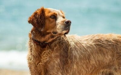 Blog 18 5 moduri simple de a-ți menține câinele la răcoare în lunile fierbinți de vară fără AC