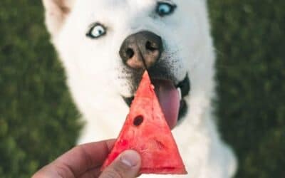 Blog 17 12 fructe și legume de sezon pentru a le împărtăși câinelui tău în această vară