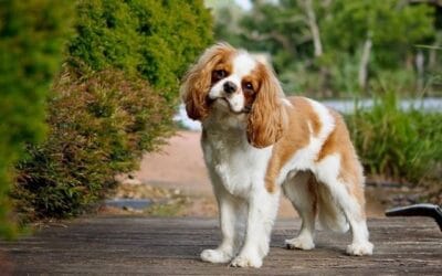 Blog 16 7 rase de câini care sunt expuse riscului la soarele de vară