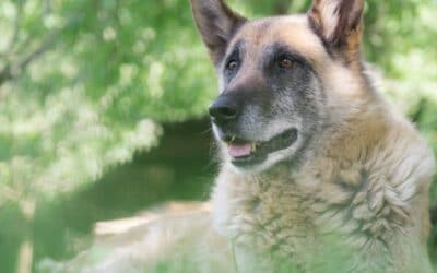 Blog 24 8 motive recompensatoare pentru a adopta un câine senior