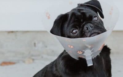 Blog 23 De ce își ling câinii rănile?