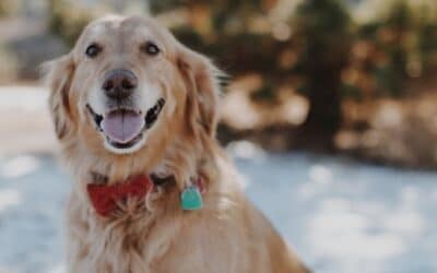 Blog 22 10 sfaturi pentru exersarea unui câine senior