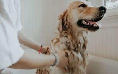 Blog 21 Cum să faci timpul de baie mai ușor pentru câinele tău