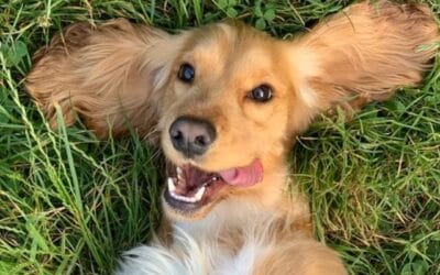 Blog 20 10 sfaturi de economisire a banilor pentru proprietarii de câini