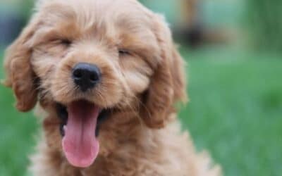 Blog 16 5+1 moduri simple de a îmbunătăți viața câinilor