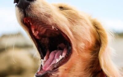 Cum să-ți oprești câinele să latre în curtea din spate