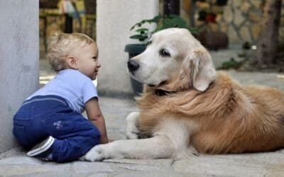 Aducerea bebelușului acasă: sfaturi pentru adaptarea câinelui la noul membru al familiei