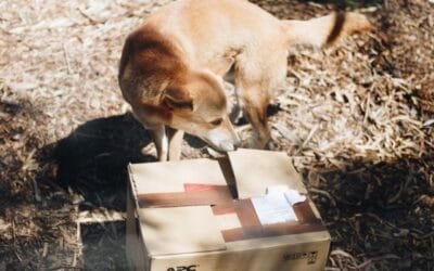 Sfaturi pentru a-ți opri câinele să latre la persoanele care livrează