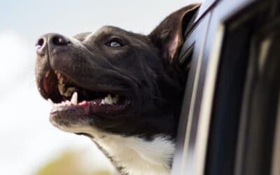 Plimbarea cu mașina gata: cum să-ți asiguri câinele în orice vehicul