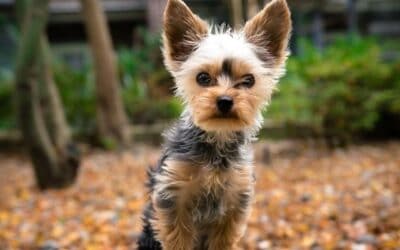 8 rase adorabile hipoalergenice pentru părinții cu alergii