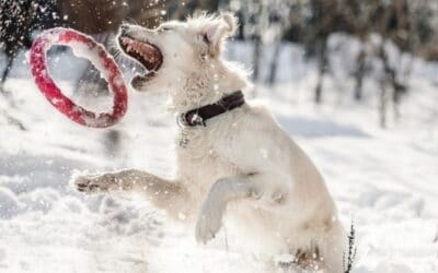 Păstrează-ți câinele în formă cu aceste exerciții distractive