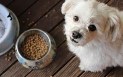 Blog 24 Legume verzi sigure pentru câinele tău!