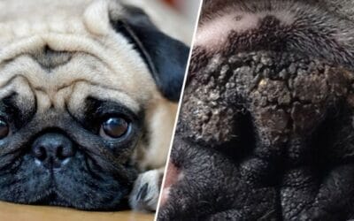 Blog 23 6 ingrediente naturale pentru a calma nasul uscat și crăpat al pugului tău