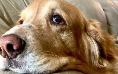 Blog 22 Cancer de piele: Ce ar trebui să știe fiecare proprietar