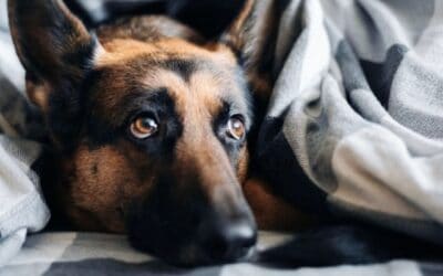 Blog 21 Cum să-ți ajuți câinele când are convulsii