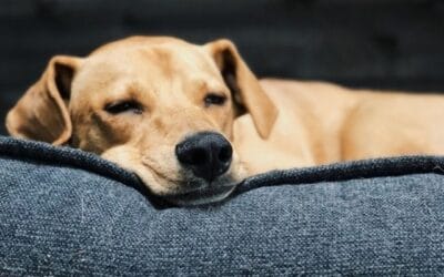 Blog 20 Ce este infecția cu Salmonella la câini?