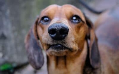 Blog 24 Ce cauzează curgerea nasului la câini?