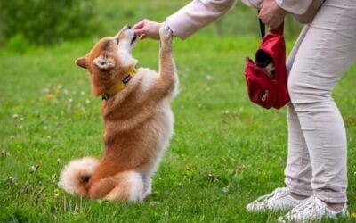 Blog 23 Personalitatea ta poate afecta modul în care câinele tău învață să se comporte