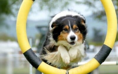 Blog 22 10 comenzi pe care fiecare câine ar trebui să le cunoască